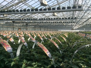 Fuchsia produktion hos Anderuplund