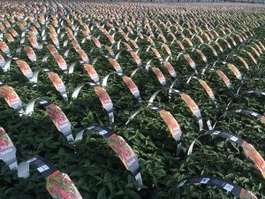 Fuchsia produktion hos Anderuplund